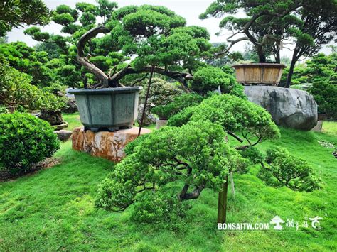 大型庭園樹|[真柏] 大型庭園樹.整理滿峯園．BONSAITW以老樹傳。